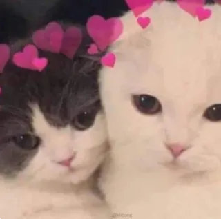 😣 b06d5f94 @Ribons gatos, gatinhos, animais, animais de estimação, fofo, corações, amor telegram sticker