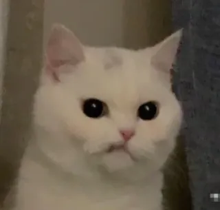 😒 b72e4e7c gato, animal, animal de estimação, gato branco, meme, fofo, engraçado telegram sticker