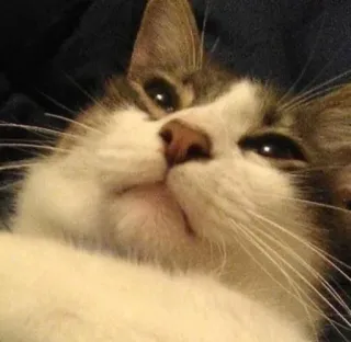 😞 c4b0f946 gato, animal de estimação, animal, animal doméstico, mamífero, felino telegram sticker