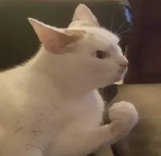 🔪 dad23d40 gato, animal, punho, bravo, gato branco telegram sticker