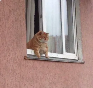 😐 f3a832f6 gato, janela, animal, animal de estimação, gato ruivo telegram sticker