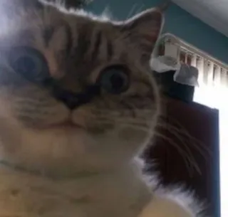 😀 f8641750 gato, animal, animal de estimação, fofo, gato doméstico telegram sticker