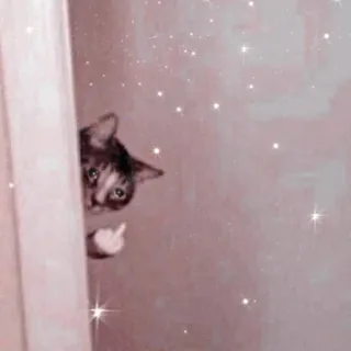 🐱 5962aa12 kucing, jari tengah, menyinggung, gestur, lucu telegram sticker