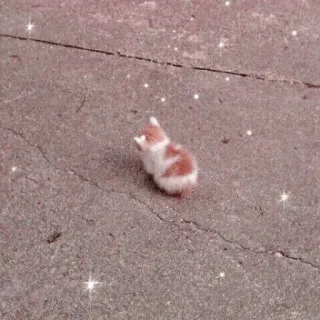 🐱 88af4720 anak kucing, kucing, hewan, imut, kecil, hewan peliharaan telegram sticker