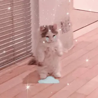 🐱 f3cb205a kucing, menangis, sedih, imut, anak kucing, awan telegram sticker