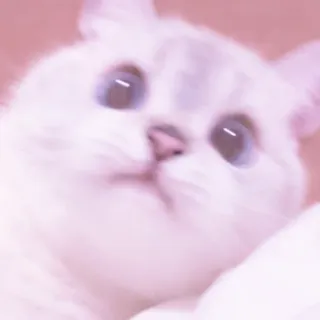 🐱 2312895e gatto, animale, carino, animale domestico, gattino telegram sticker