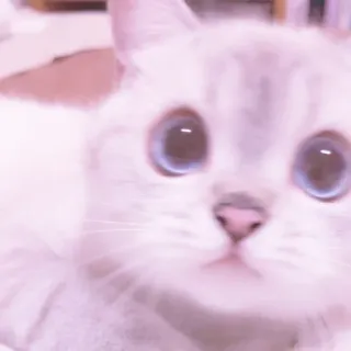 🐱 29507aba gatto, animale, carino, animale domestico, gattino, animale da compagnia telegram sticker