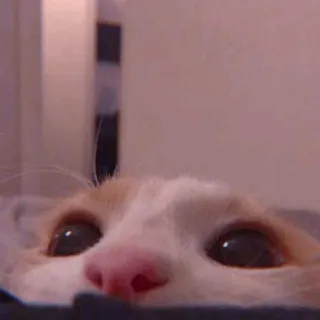 🧁 0a006965 kucing, hewan, mata, hewan peliharaan, kucing telegram sticker