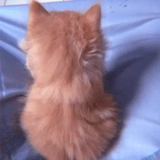 🧁 0d744134 anak kucing, kucing, oranye, hewan peliharaan, hewan, imut telegram sticker