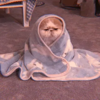 🧁 104b9f88 kucing, anak kucing, selimut, imut, hewan, peliharaan, terbungkus telegram sticker