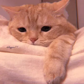 🧁 17a896c8 slippaaa77 kucing, kucing oranye, hewan, lucu, hewan peliharaan, felin, malas telegram sticker