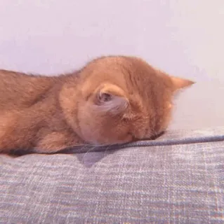 🧁 1d70ed05 kucing, hewan, tidur, lucu, hewan peliharaan, hewan domestik, felin telegram sticker