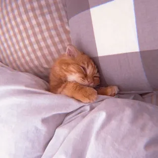 🧁 1eb680e1 kucing, anak kucing, tidur, tempat tidur, lucu, hewan, peliharaan telegram sticker