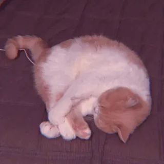 🧁 266a3f4e kucing, hewan, tidur, imut, hewan peliharaan, peliharaan telegram sticker