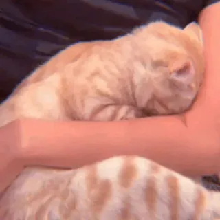 🧁 32e13abd kucing, hewan peliharaan, binatang, imut, oranye, domestik telegram sticker