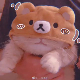 🧁 47447012 kucing, hewan, lucu, hewan peliharaan, topi beruang, kawaii telegram sticker