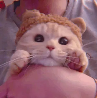 🧁 4f4e01a4 kucing, hewan, imut, anak kucing, hewan peliharaan, berbulu, domestik telegram sticker