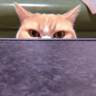 🧁 535830ac kucing, hewan, binatang peliharaan, kucing domestik, felin telegram sticker