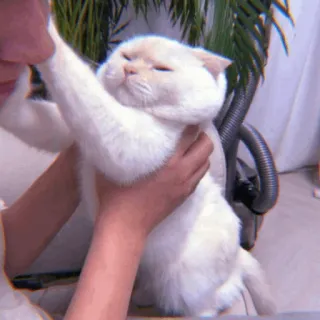 🧁 586e6e1b kucing, hewan peliharaan, imut, hewan, domestik, kucing putih telegram sticker