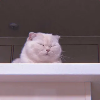 🧁 59d14a40 kucing, binatang, hewan peliharaan, kucing putih, imut, tidur telegram sticker
