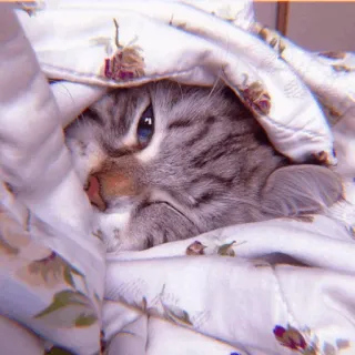 🧁 5f4cfc0f kucing, selimut, lucu, binatang, hewan peliharaan, mengantuk telegram sticker