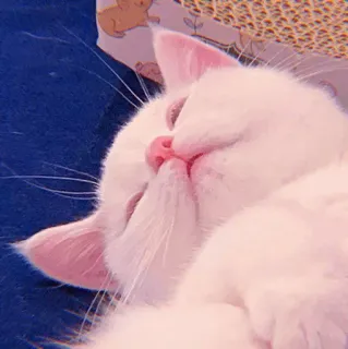 🧁 75627d20 kucing, hewan peliharaan, hewan, kucing putih, lucu, felin telegram sticker