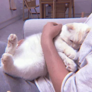 🧁 8d2cb3f8 kucing, hewan peliharaan, hewan, imut, kucing domestik, mamalia, kenyamanan telegram sticker