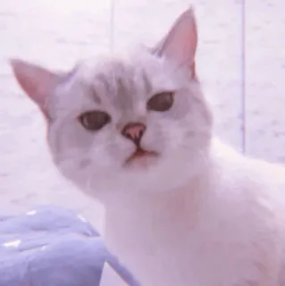 🧁 95db75d1 kucing, kucing putih, hewan, imut, hewan peliharaan, hewan peliharaan, felidae telegram sticker