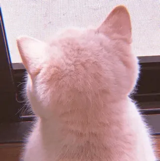 🧁 9771d277 kucing, hewan, hewan peliharaan, hewan domestik, felin, anak kucing, kucing domestik telegram sticker