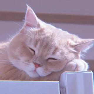 🧁 9b83616b kucing, tidur, hewan, hewan peliharaan, kucing domestik, felin telegram sticker