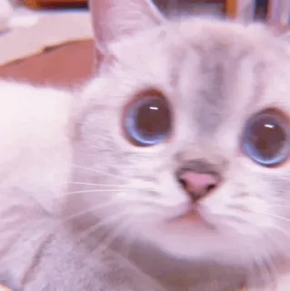 🧁 9ba18cff kucing, binatang, hewan peliharaan, lucu, anak kucing, mata biru telegram sticker