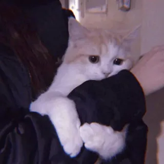 🧁 9ca862ff kucing, anak kucing, hewan peliharaan, binatang, lucu, domestik, berbulu telegram sticker