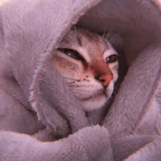 🧁 a5f8d3ed kucing, binatang, hewan peliharaan, imut, selimut, berkerudung telegram sticker