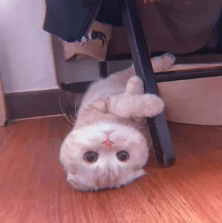 🧁 b4d42102 kucing, anak kucing, imut, hewan, hewan peliharaan, terbalik telegram sticker