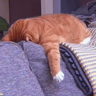 🧁 d3b28748 kucing, tidur, kucing tabby oranye, hewan peliharaan, hewan, santai, malas telegram sticker