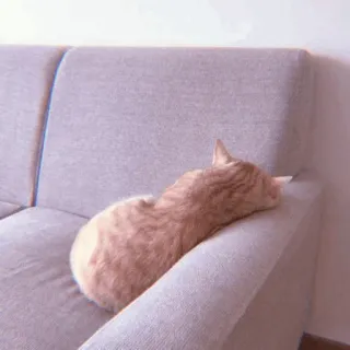 🧁 d6461fe0 kucing, tidur, sofa, hewan peliharaan, kucing domestik, binatang telegram sticker