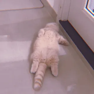 🧁 d6e610bb kucing, hewan, peliharaan, imut, berbaring, hewan peliharaan telegram sticker