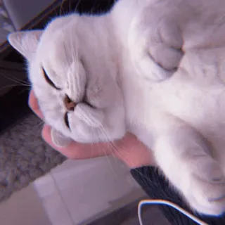 🧁 da7bb38c kucing, hewan, peliharaan, tidur, imut, kucing domestik, mamalia telegram sticker