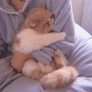 🧁 dd0bfbdd kucing, hewan peliharaan, binatang, imut, tidur, domestik, anak kucing, felin telegram sticker