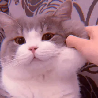 🧁 e16130c0 kucing, hewan peliharaan, imut, binatang, domestik, felin telegram sticker