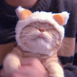 🧁 e45a775b kucing, anak kucing, hewan, hewan peliharaan, lucu, topi, mengantuk, lidah, kucing telegram sticker