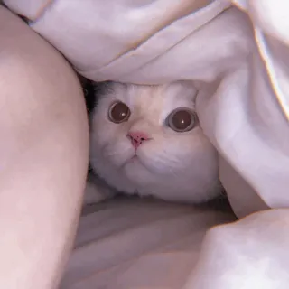 🧁 f05deaa6 kucing, imut, binatang, hewan peliharaan, putih, domestik, mata, selimut telegram sticker