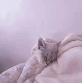 🧁 f694d89f kucing, tidur, binatang, hewan peliharaan, lucu, lembut, selimut telegram sticker