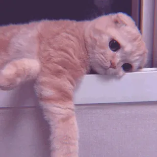 🧁 f6c2257b kucing, anak kucing, imut, binatang, hewan peliharaan, oranye telegram sticker