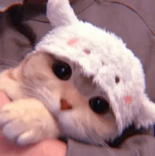 🧁 fc2eac9d kucing, anak kucing, hewan peliharaan, binatang, lucu, topi telegram sticker