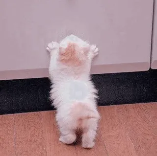 🐈‍⬛️ 7361169a kätzchen, katze, süß, tier, haustier whatsapp sticker