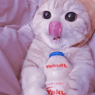 🐈‍⬛️ 7ac751fa Yakult Katze, Yakult, Getränk, süß, Kätzchen, Tier, Trinken whatsapp sticker