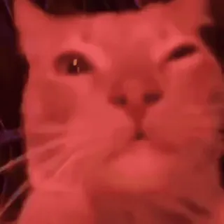 🤩 30976cf4 gatto, animale domestico, animale telegram sticker