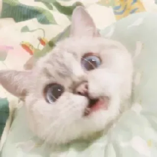 🌸 c3fd6af6 mèo, động vật, dễ thương, thú cưng telegram sticker