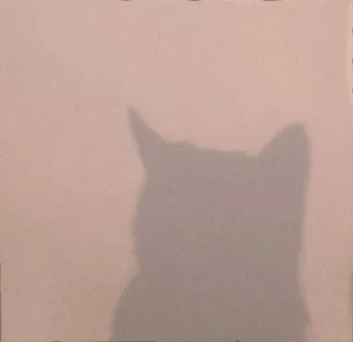 🌸 f9c925be mèo, bóng, hình bóng, động vật telegram sticker